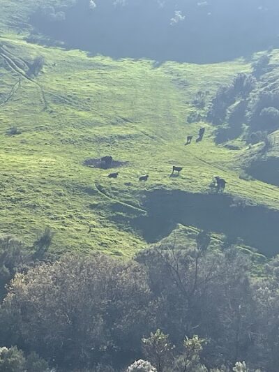 Mulholland Ridge Open Space - Moraga, CA
