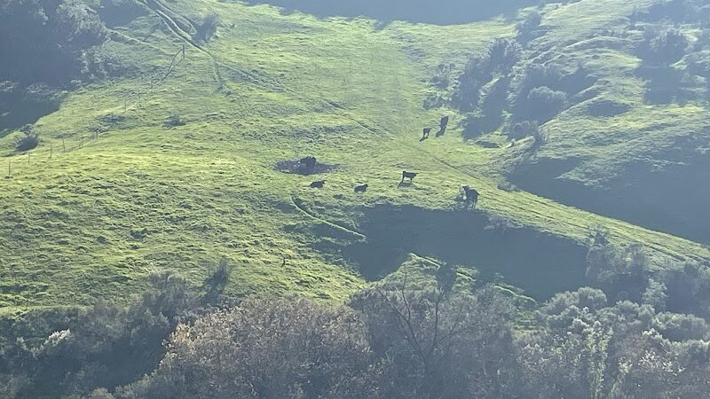 Mulholland Ridge Open Space - Moraga, CA