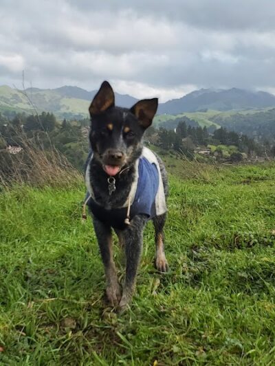 Mulholland Ridge Open Space - Moraga, CA