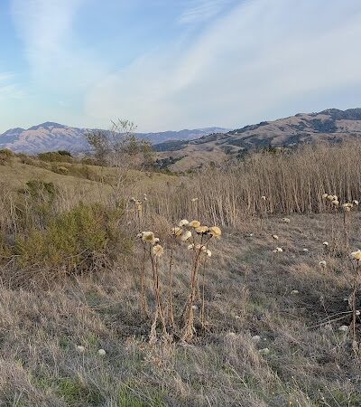 Mulholland Ridge Open Space - Moraga, CA