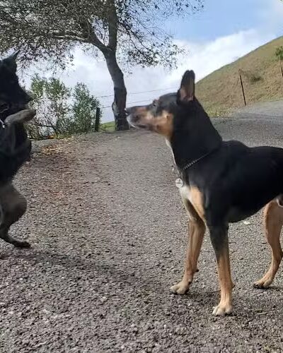 Mulholland Ridge Open Space - Moraga, CA