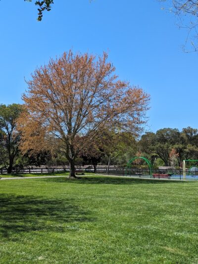 Moraga Commons Park - Moraga, CA