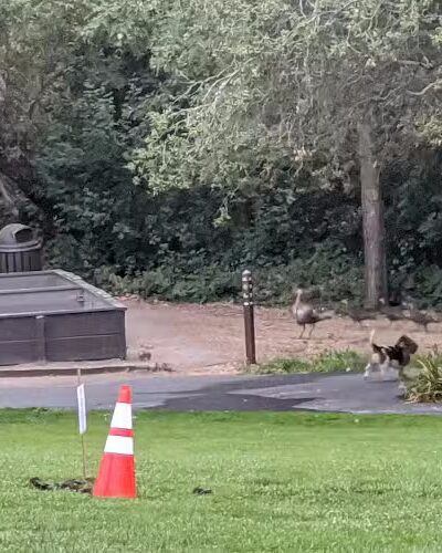 Moraga Commons Park - Moraga, CA