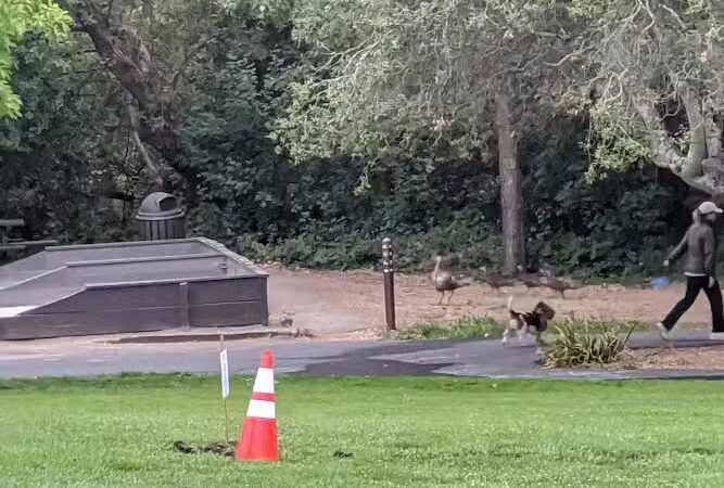 Moraga Commons Park - Moraga, CA
