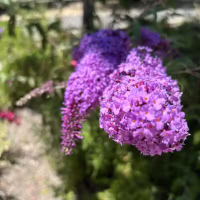 Moraga Commons Park - Moraga, CA