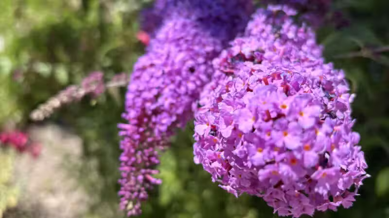 Moraga Commons Park - Moraga, CA