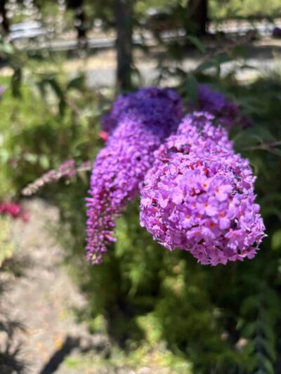 Moraga Commons Park - Moraga, CA