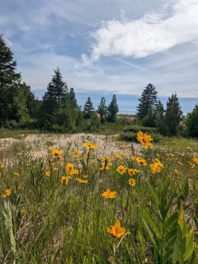 Lake Michigan Beach - Moran, MI