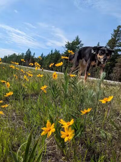 Lake Michigan Beach - Moran, MI