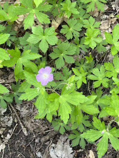 Rosy Run Trailhead - Roadside Parking - Morley,