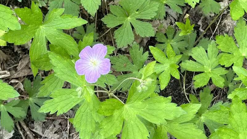 Rosy Run Trailhead - Roadside Parking - Morley,
