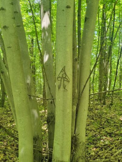 Rosy Run Trailhead - Roadside Parking - Morley,