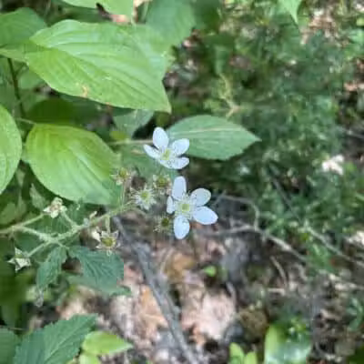 Rosy Run Trailhead - Roadside Parking - Morley,
