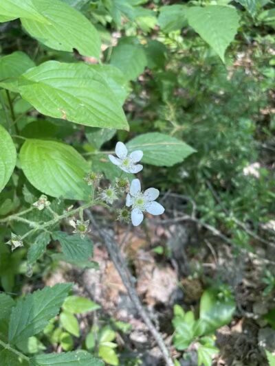 Rosy Run Trailhead - Roadside Parking - Morley,