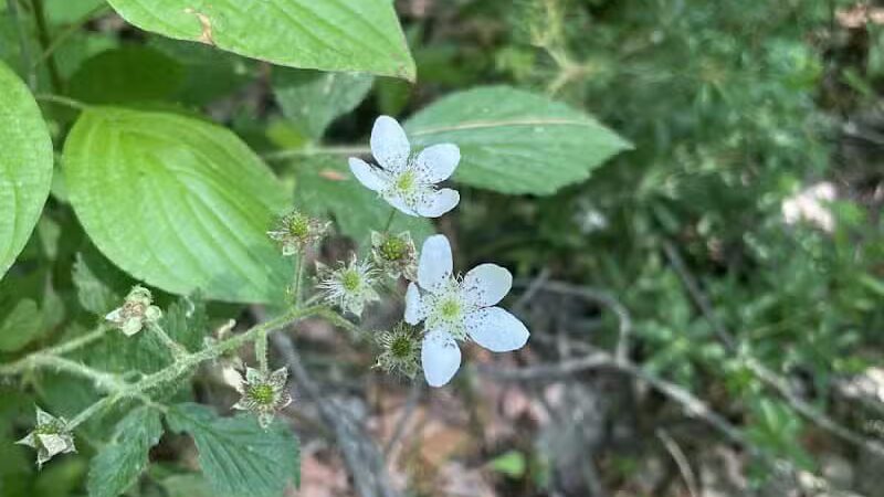 Rosy Run Trailhead - Roadside Parking - Morley,