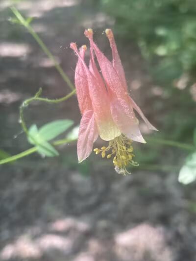 Rosy Run Trailhead - Roadside Parking - Morley,