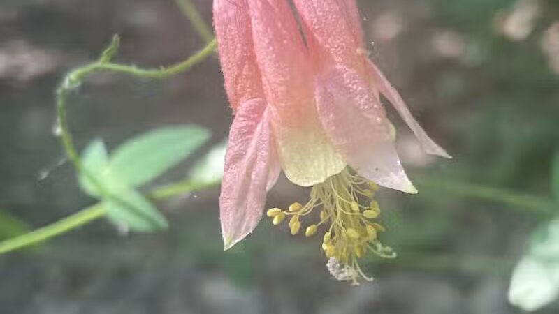 Rosy Run Trailhead - Roadside Parking - Morley,