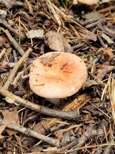 Rosy Run Trailhead - Roadside Parking - Morley,