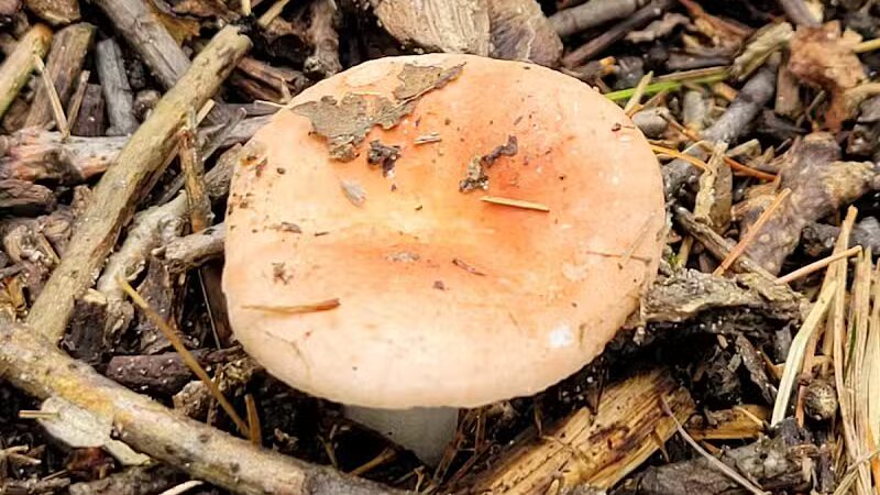 Rosy Run Trailhead - Roadside Parking - Morley,