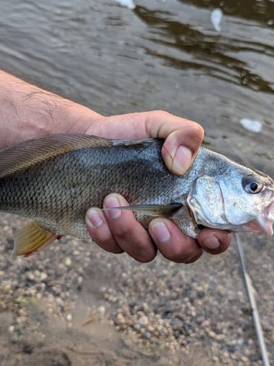 Pomme De Terre Dog Park - Morris, MN