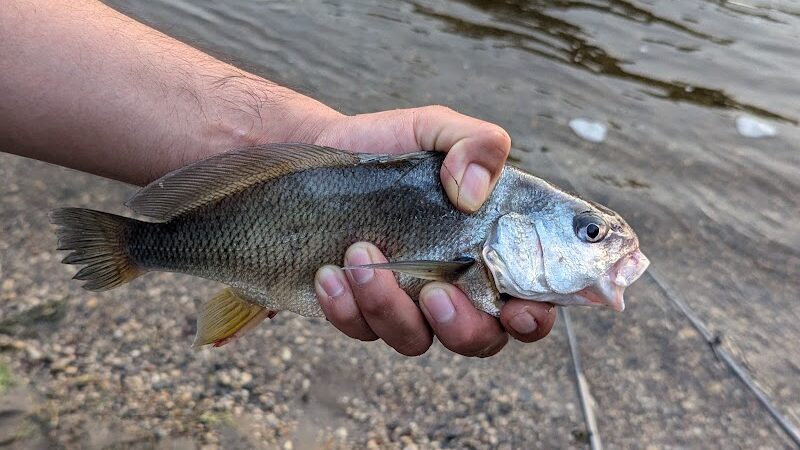 Pomme De Terre Dog Park - Morris, MN