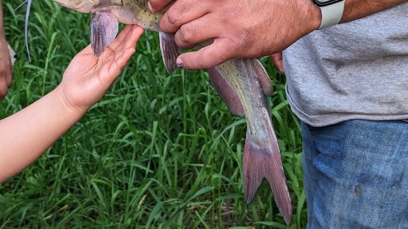 Pomme De Terre Dog Park - Morris, MN