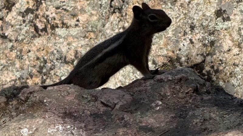 Corwina Park - Morrison, CO