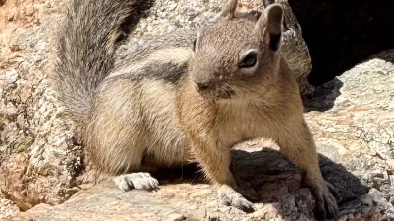 Corwina Park - Morrison, CO