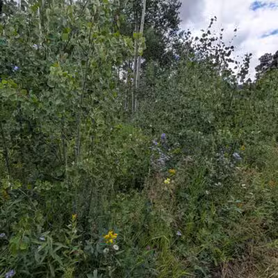 Meyer Ranch Park - Morrison, CO