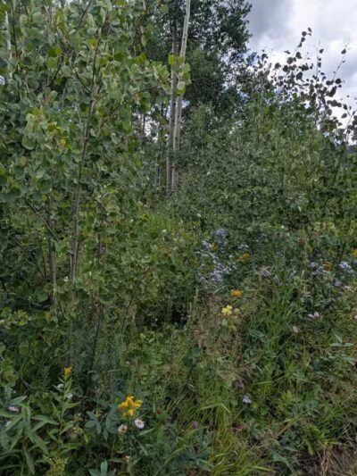 Meyer Ranch Park - Morrison, CO