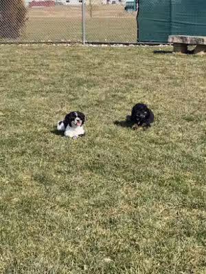 Dog Park Mount Joy - membership only - Mount Joy, PA
