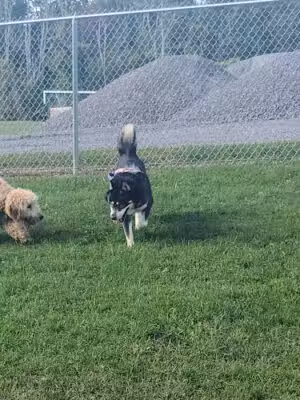 Wright Township Dog Park - Mountain Top, PA