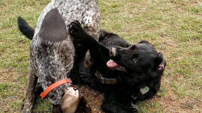 Watkins Park - Mount Airy Dog Park - Mt Airy, MD