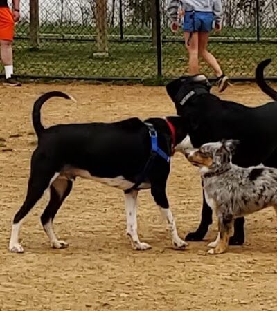 Watkins Park - Mount Airy Dog Park - Mt Airy, MD
