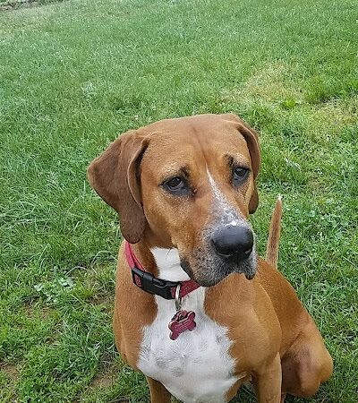 Watkins Park - Mount Airy Dog Park - Mt Airy, MD