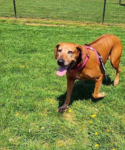 Watkins Park - Mount Airy Dog Park - Mt Airy, MD