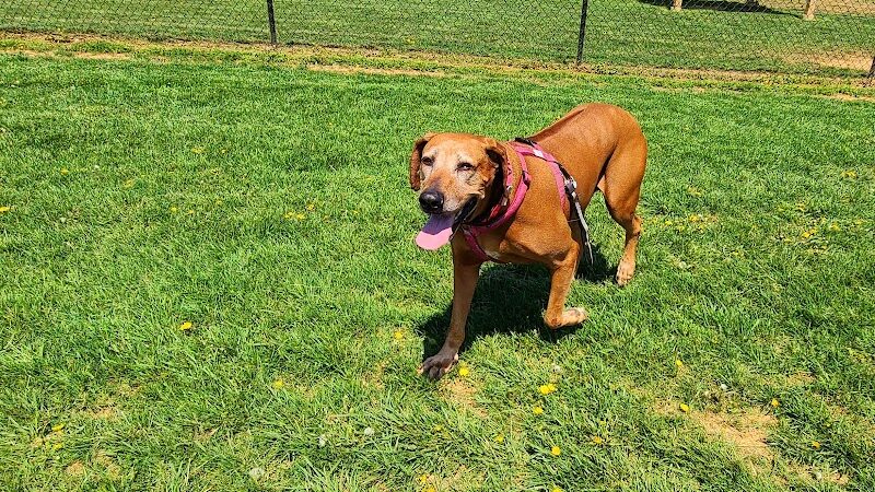 Watkins Park - Mount Airy Dog Park - Mt Airy, MD