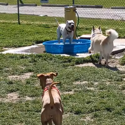 Behnke Memorial Dog Park - Mt Clemens, MI