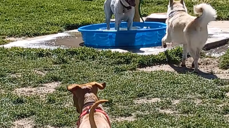 Behnke Memorial Dog Park - Mt Clemens, MI