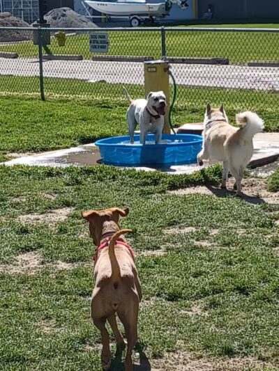 Behnke Memorial Dog Park - Mt Clemens, MI