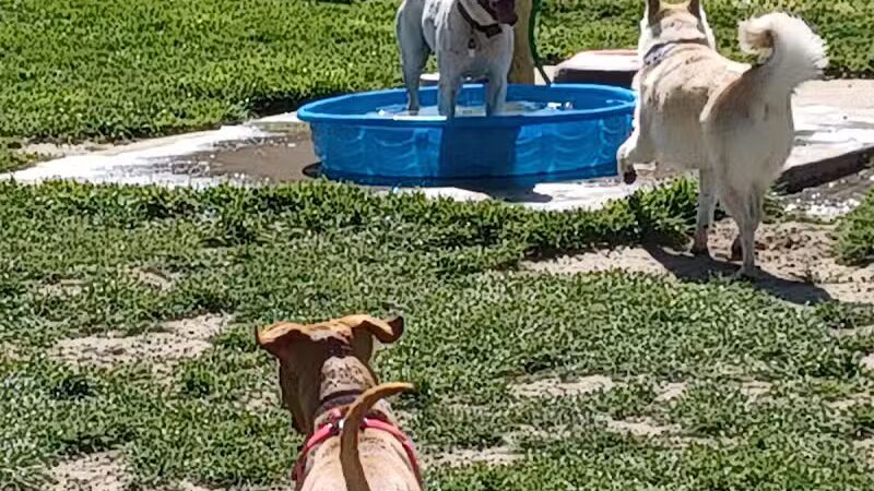 Behnke Memorial Dog Park - Mt Clemens, MI