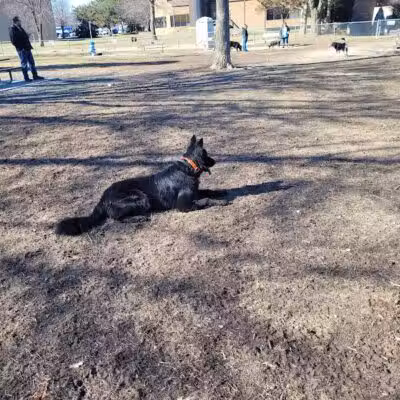Behnke Memorial Dog Park - Mt Clemens, MI