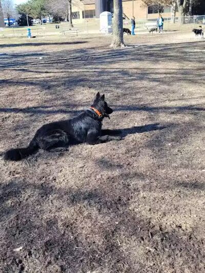 Behnke Memorial Dog Park - Mt Clemens, MI