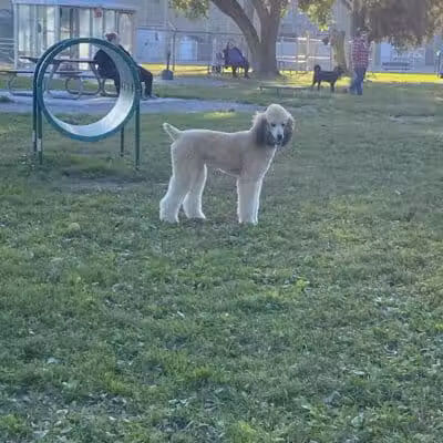 Behnke Memorial Dog Park - Mt Clemens, MI