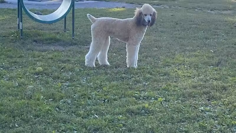 Behnke Memorial Dog Park - Mt Clemens, MI