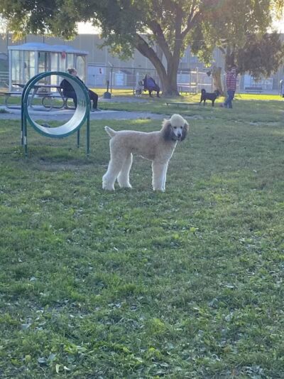 Behnke Memorial Dog Park - Mt Clemens, MI