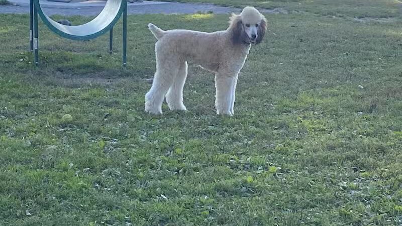 Behnke Memorial Dog Park - Mt Clemens, MI