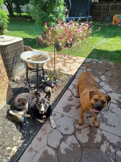 Behnke Memorial Dog Park - Mt Clemens, MI