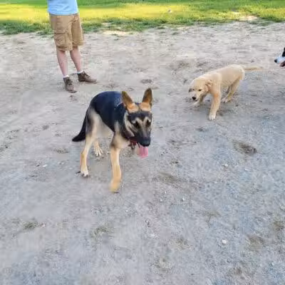 Behnke Memorial Dog Park - Mt Clemens, MI