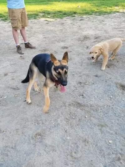 Behnke Memorial Dog Park - Mt Clemens, MI